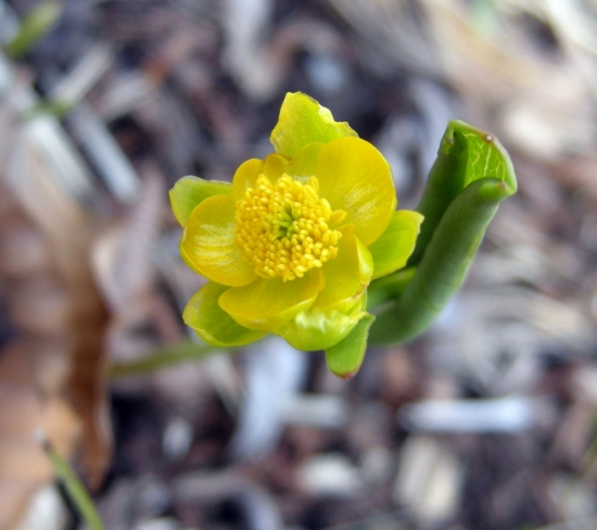 Ranunculus thora / Ranuncolo Erba-tora